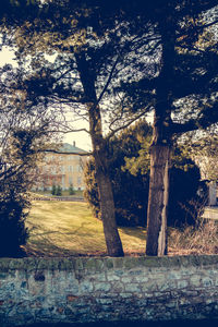 Trees on field