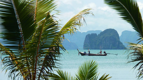 Palm trees by the sea