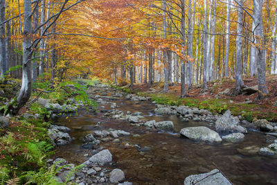 Scenic view of river in forest during autumn