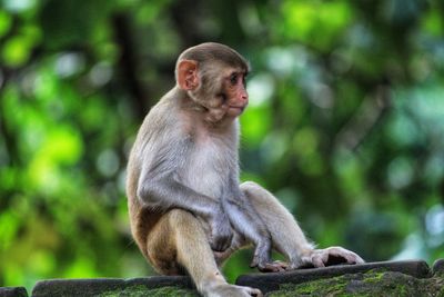 Monkey sitting on tree