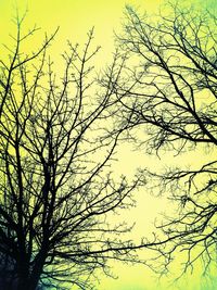 Low angle view of bare trees against sky