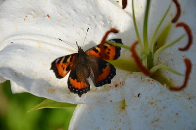 Close-up of insect on white flower