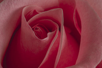 Close-up of rose head