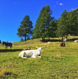 Donkey in a field