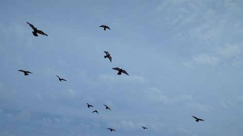 Low angle view of birds flying against sky