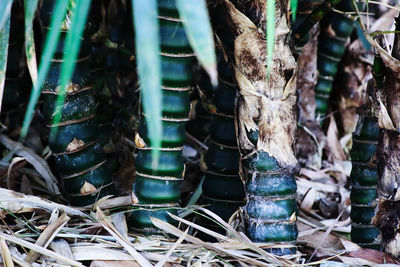 Close-up of bamboo plants in a field