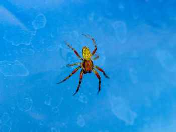 Close-up of spider