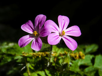 Close-up of pink flowering plant