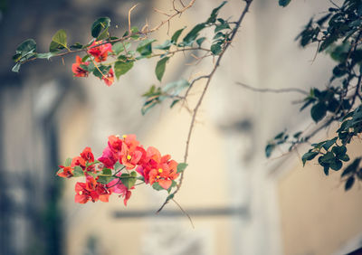 Close-up of red flowering plant