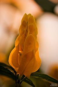 Close-up of yellow flower