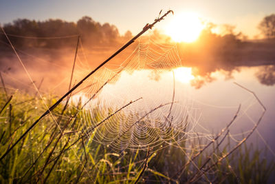 A beautiful spring sunrise scenery with plants growing on the banks of river. springtime landscape.