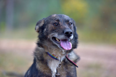 Close-up of a dog looking away