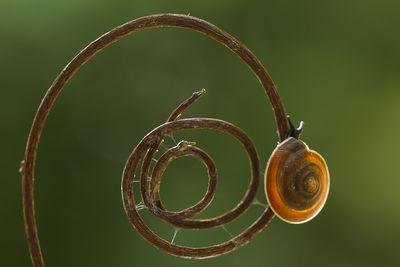 Close-up of spiral wire