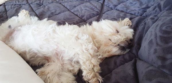 High angle view of dog relaxing on bed at home