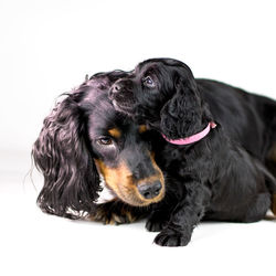 Close-up of a dog looking away