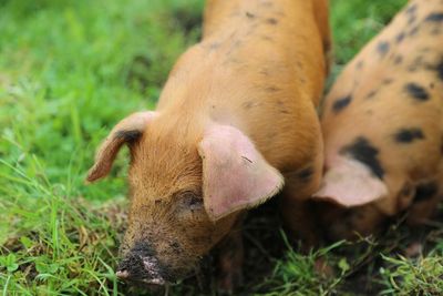 Close-up of piglets on field in spring 