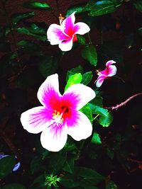 Close-up of pink flower