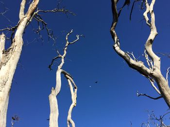 Low angle view of bare tree against clear blue sky
