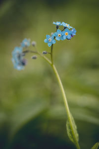 Close-up of flowering plant