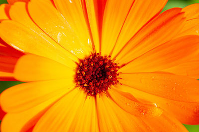Full frame shot of orange flower