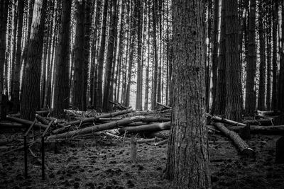 View of bamboo trees in forest