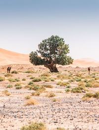 Tree on land against clear sky