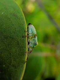 Close-up of insect on leaf