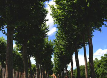 Low angle view of trees against sky