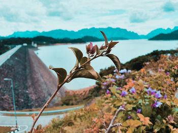 Close-up of flowering plants by land against sky