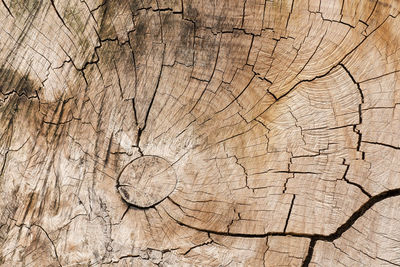 Full frame shot of tree stump