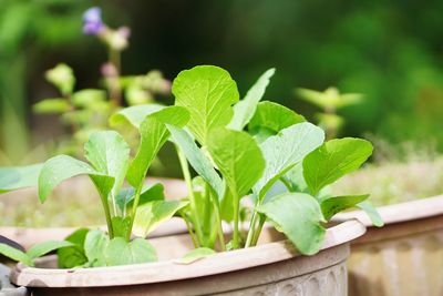 Close-up of potted plant leaves in yard