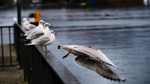 Close-up of pelican perching on water