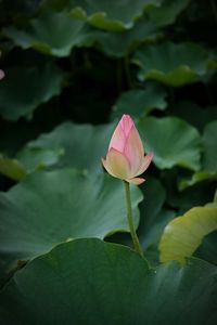 Close-up of pink flower