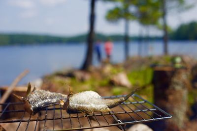 Close-up of lizard on barbecue grill