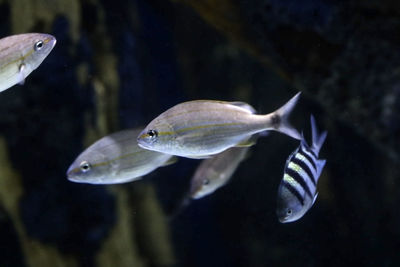 Close-up of fish swimming in sea