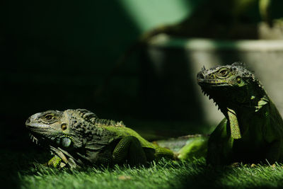 Close-up of iguana