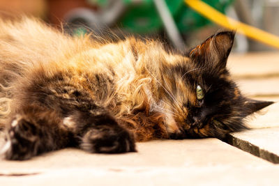 Close-up of a cat sleeping