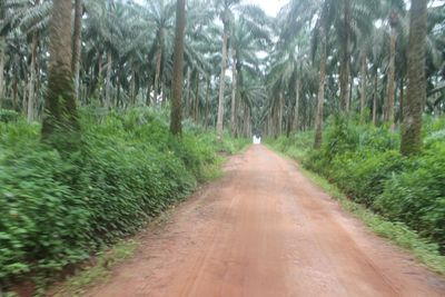 Dirt road amidst trees in forest