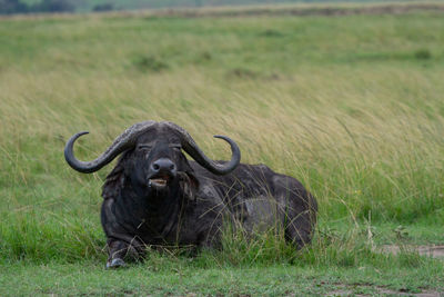 African buffalo laying in field with bird on its head