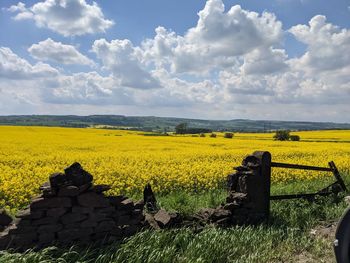 Scenic view of yellow field against sky