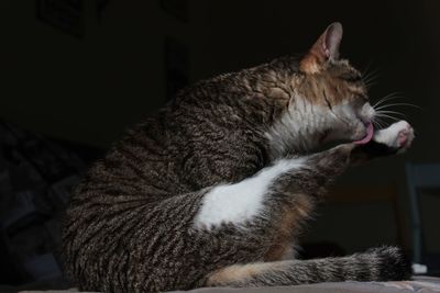 Close-up of cat relaxing