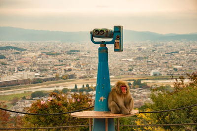 Monkey on coin-operated binocular against cityscape