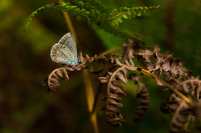 Close-up of insect on plant