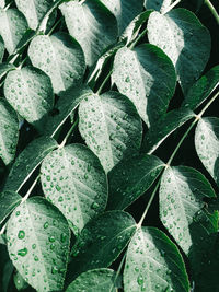 Full frame shot of wet leaves