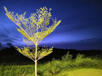 Plant growing on field against blue sky