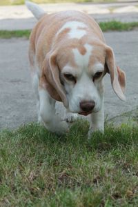 Close-up portrait of dog on field