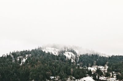 Low angle view of trees against clear sky