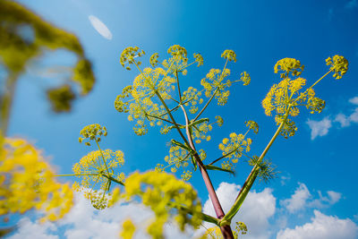 Low angle view of flowering plant against blue sky