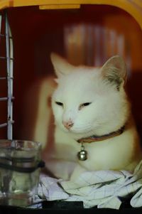 Close-up of a cat drinking water