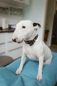 White bull terrier on table looking away in veterinary clinic